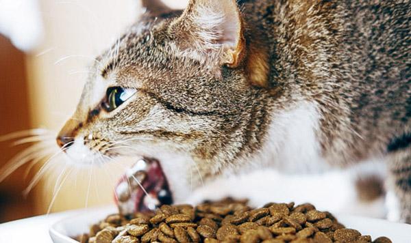 Nguy cơ Mèo bị bệnh về tiêu hóa khi ăn hạt quá nhiều
