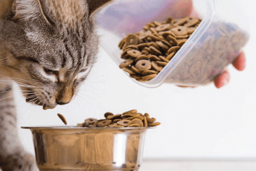 Tác hại của Mèo ăn hạt quá nhiều đối với sức khỏe.