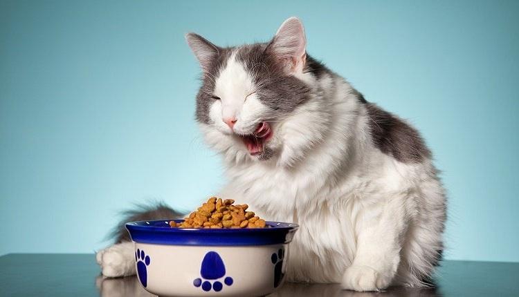 Nguy cơ Mèo bị bệnh về gan khi ăn hạt quá nhiều.