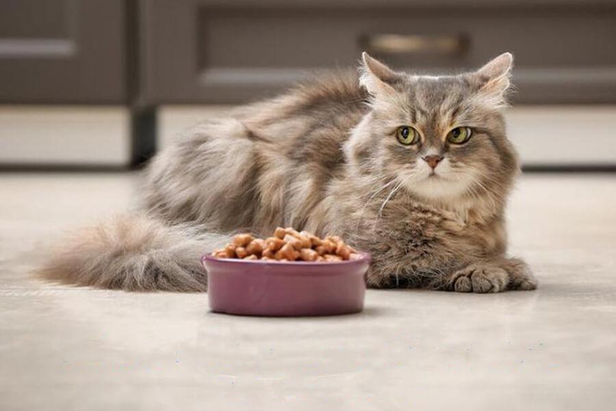 Mèo có thể bị bệnh về cơ tim khi ăn hạt quá nhiều