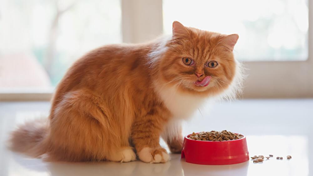 Cách để ngăn chặn Mèo ăn hạt quá nhiề