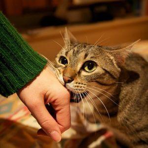 Những cách giúp mèo ngừng cắn tay chủ nhân