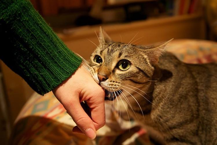 Những cách giúp mèo ngừng cắn tay chủ nhân