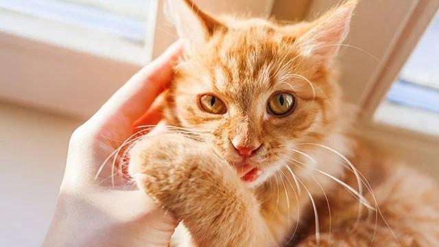 Tại sao mèo cắn tay chủ nhân?