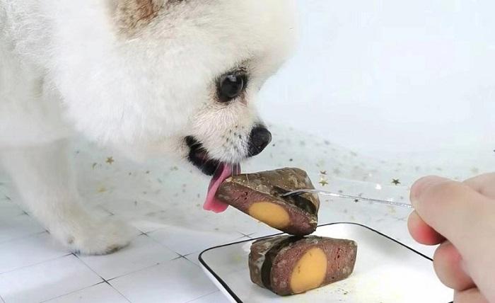Chó Bị Biếng Ăn