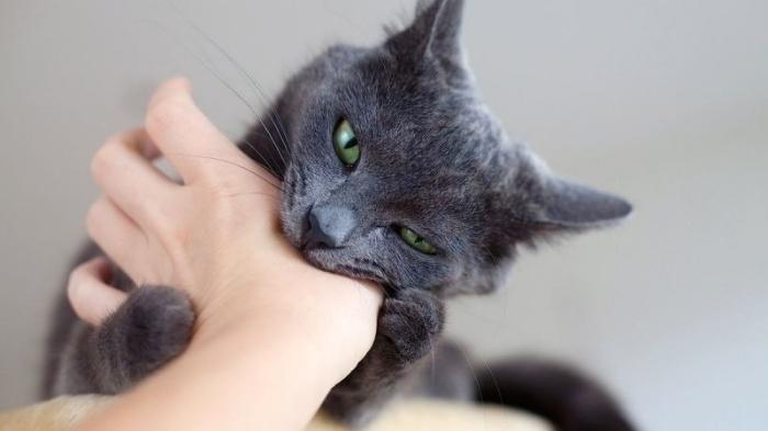 Những lợi ích của việc mèo cắn tay chủ nhân