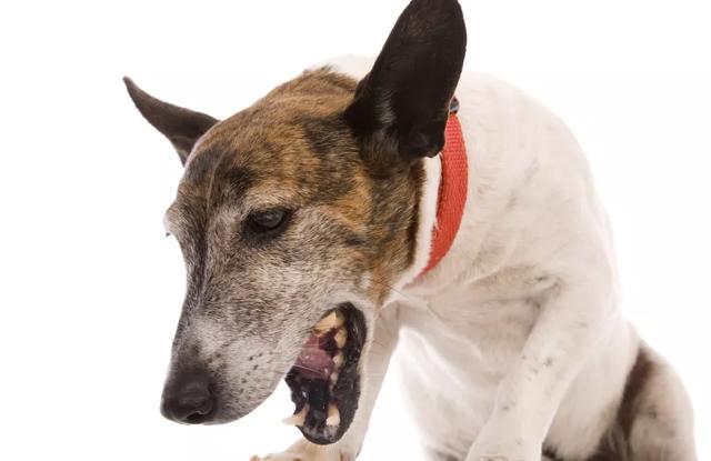 nhận biệt các dấu hiệu của bệnh viêm phế quản ở chó